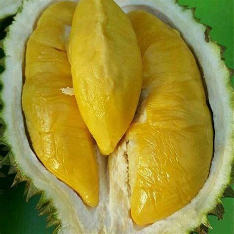 Giống sầu riêng musang king có xuất xứ từ đất nước malaysia được xếp vào hạng sầu riêng đệ nhất với. Jual Bibit Durian Musang King 1 Meter UP | Agro Bibit ID