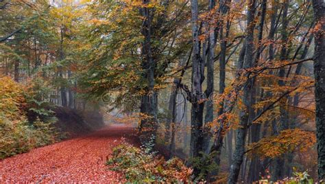 Fall Path In The Woods Stock Image Image Of Landscape 91094745