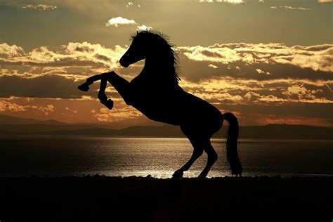 Horse Pictures · Pexels · Free Stock Photos