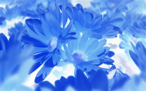 Blue Flower Hd Wallpapers