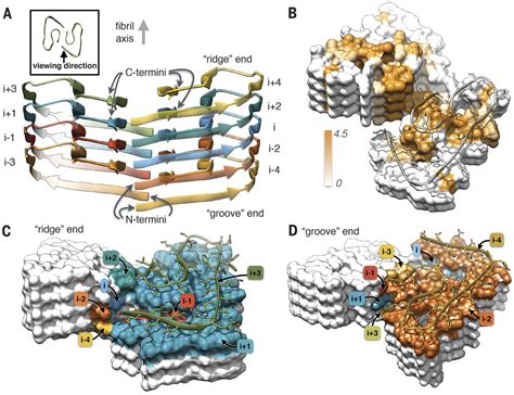 Fibril Structure Of Amyloid β142 By Cryoelectron Microscopy Science