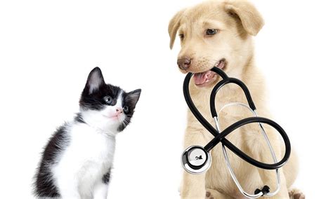 Always call us first, because this will allow us to be better prepared for your arrival and to give you suggestions on. Fort Wayne Animal Hospital | East State Veterinary Clinic