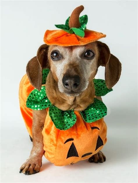 A Dog Dressed Up In A Pumpkin Costume
