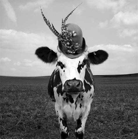 hermione the fashionable cow
