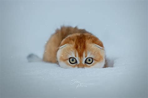 Cats Cat Pet Snow Stare Winter Hd Wallpaper Peakpx
