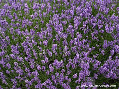 Lavandula Angustifolia Munstead Levandule L Ka Sk Bambuscentrum Cz