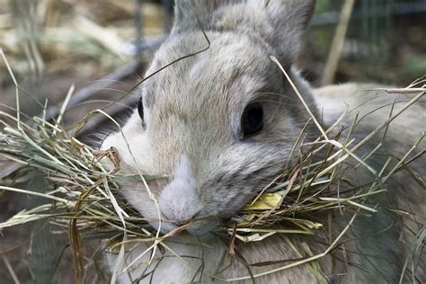 Are Rabbits Rodents Similarities And Differences