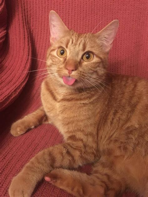 Orange Blep For The Longest Ive Ever Seen Orange Tabby