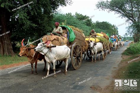 A Line Of Bullock Carts On A Country Road The Main Transport For Local