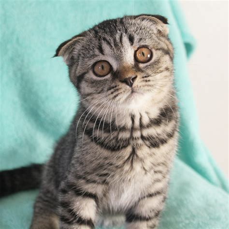 Baby Scottish Fold Kittens Hot Sex Picture