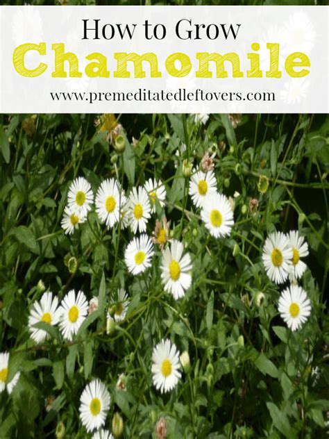 Chamomile tea is a popular herbal drink made from dried chamomile flowers steeped in water. How to Grow Chamomile
