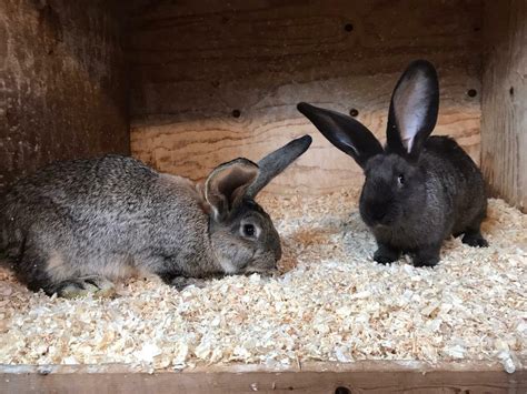 Continental Giant Rabbits For Sale In Antrim County Antrim Gumtree