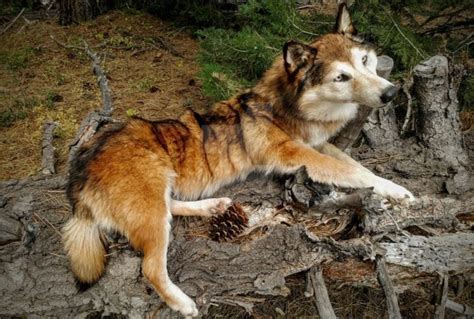10 Things You Didnt Know About The Coydog