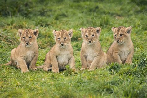 Fota Wildlife Park Celebrates Birth Of Four Endangered Asian Lion Cubs