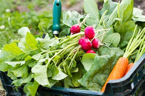 Vegetable And Fruit October Growing Guide