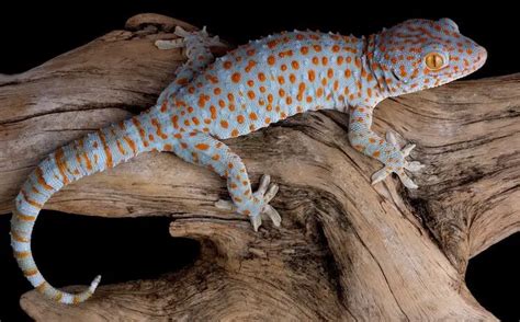 Tokay Gecko Care Tank Set Up Habitat Feeding And Handling