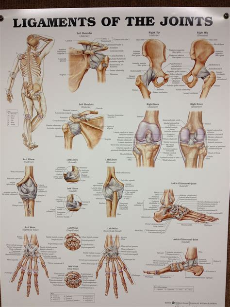 Ligaments Of The Joints Joints Anatomy Human Body