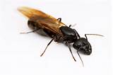 Large Flying Carpenter Ants Photos