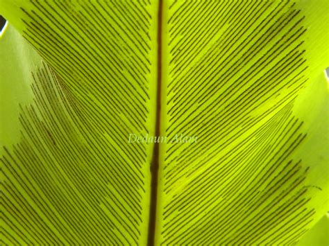Segar dari gunung baling, kedah. Dedaun Alam: Bird Nest Fern