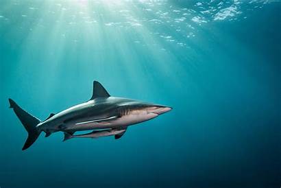 Shark 4k Underwater Water Travel Wallpapers Fish