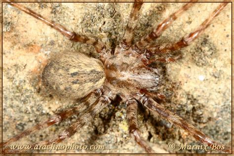 Tegenaria Parietina Arachnophoto Spiders Of Europe