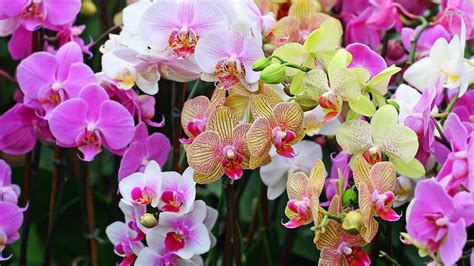 Orchid Flower Wallpapers Wallpaper Cave