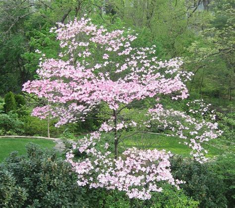 Small Flowering Trees For Small Yards Flowering Trees Trees To Plant