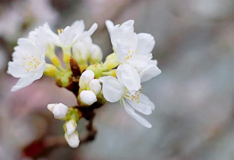 White Cherry Blossoms In Bloom Close Up Photo · Free Stock Photo