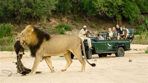 Discover Sabi Sand Game Reserve Kruger National Park