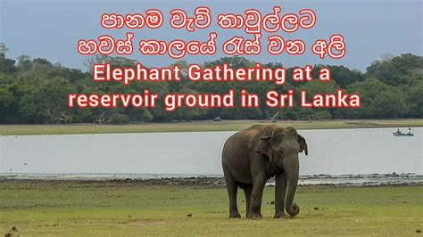 Elephant Gathering In Sri Lanka Youtube