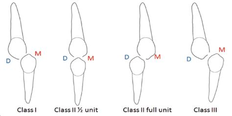 Canines Classification Download Scientific Diagram