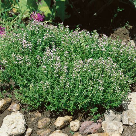 How To Grow Thyme This Pretty Herb Adds Fragrance And Flowers To The