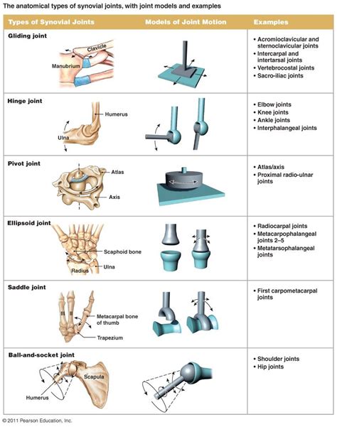 Types Of Synovial Joints Human Anatomy And Physiology Human Joints