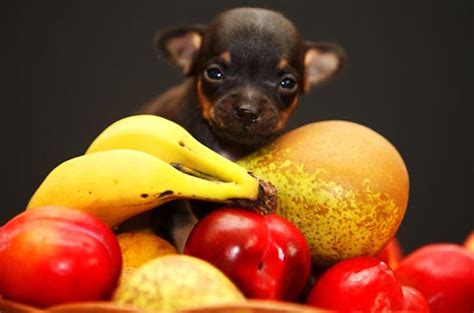 If your dog is suffering from diarrhea, you'll want to limit their food intake for the day. Can My Dog Eat These Fruits? Easy Reference Chart - Can Dogs Eat This
