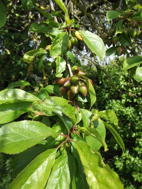 Fruit Trees Home Gardening Apple Cherry Pear Plum Tree Fruits