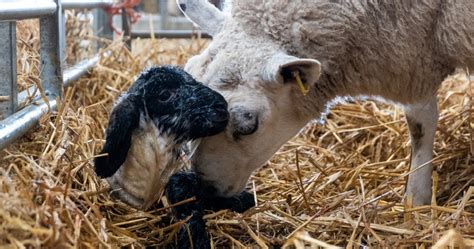 Steps To Take To Prevent Watery Mouth In Lambs