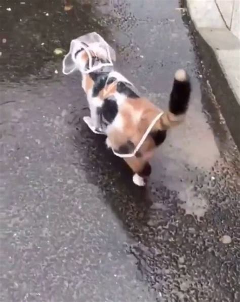 Ever Seen A Cat With A Raincoat Before Now You Have Animals Cats