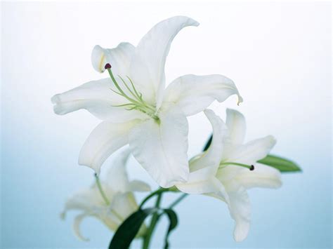 Lily Flower Wallpapers Top Free Lily Flower Backgrounds Wallpaperaccess