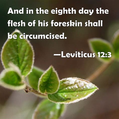 Leviticus 12 3 And In The Eighth Day The Flesh Of His Foreskin Shall Be Circumcised