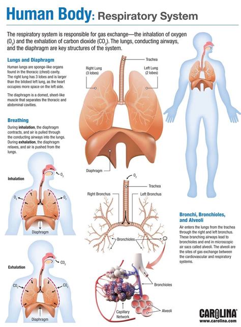 Human Body Respiratory System Basic Anatomy And Physiology Human Body Systems Respiratory