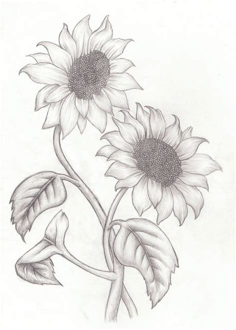 Zeichne schritt für schritt eine blume. Wie Zeichnen sie eine Sonnenblume Einfache schritt-für ...