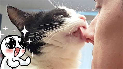 Cat Loves Kisses Youtube