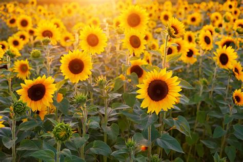 Girassol A Flor Que Faz Lembrar O Verão E Adora Calor Green Savers
