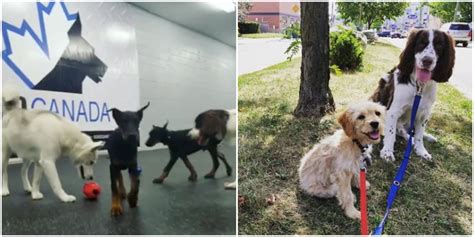 A Toronto Company Is Hiring Someone To Care For A Bunch Of Dogs On The ...