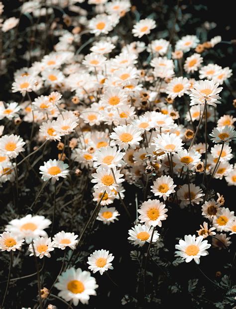 Chamomile Field Flowering Petals Glade Hd Phone Wallpaper Peakpx