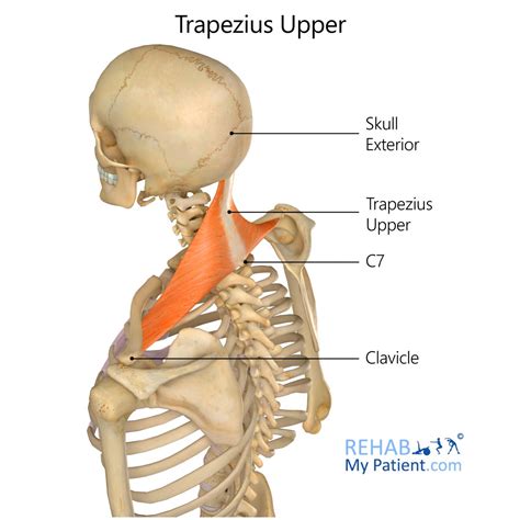 Trapezius Rehab My Patient