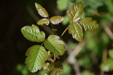 How To Kill Poison Ivy Without Killing Other Plants Best By Hand