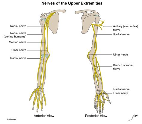 Upper Limb Nerve Chart Anterior Human Body Nervous System Nervous My