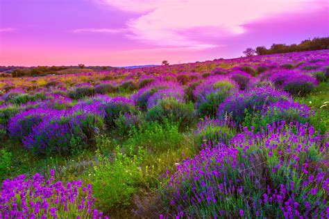 Sky Pink Colorful Flowers Plants Spring Landscape Nature Emotions