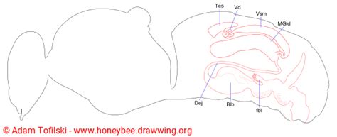 Drone Reproductive System Honey Bee